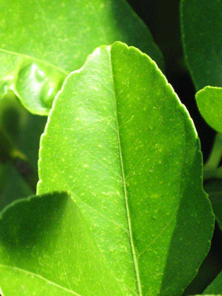              Margin (Riverside, CA)       